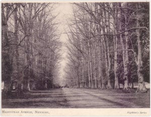 Grand limes avenue leading to Hamstead Lodge, felled in the 1950s replaced with chestnuts