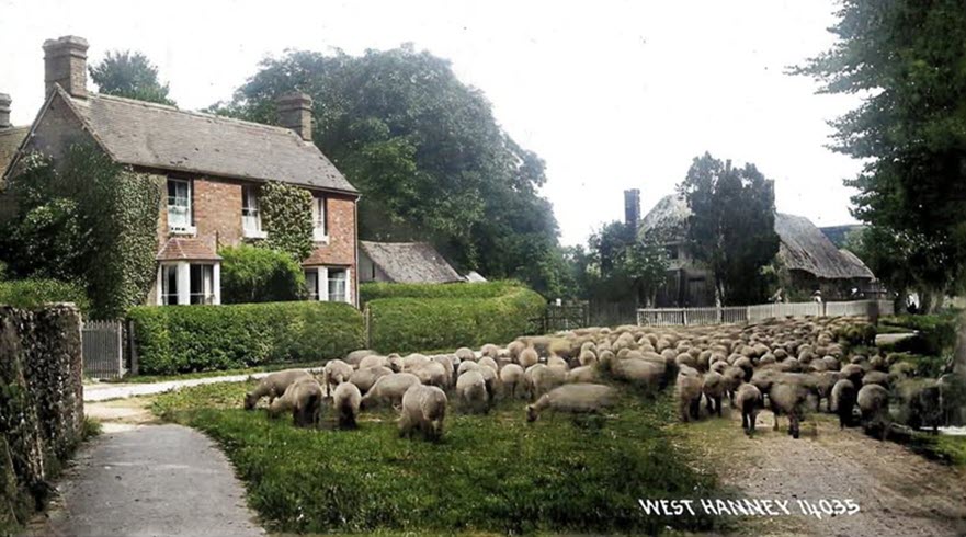 West Hanney - early twentieth century - a flock of geese on the green