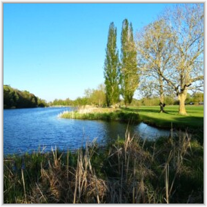 A tranquil river scene with tall poplar trees and a large deciduous tree on a grassy bank under a clear blue sky, with reeds in the foreground.